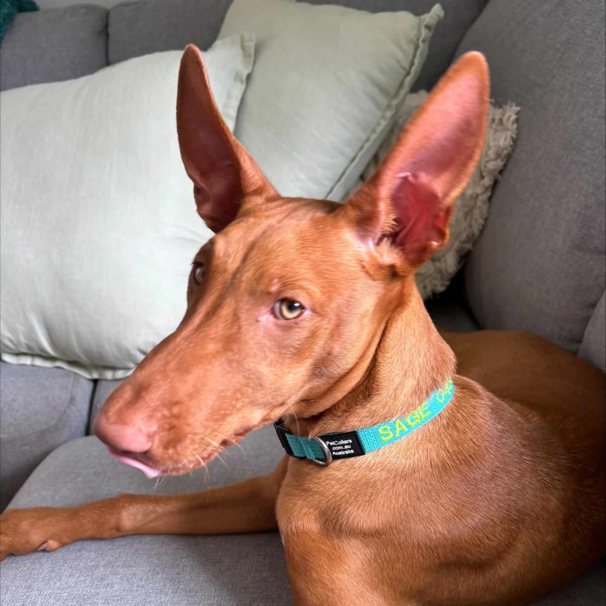 Wide small collar with name and phone number