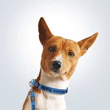 Matching lead and collar for pets