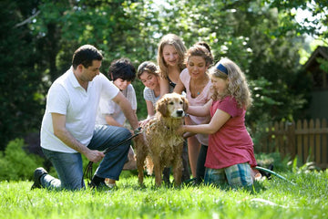 How to Choose the Right Dog Breed for Your Family
