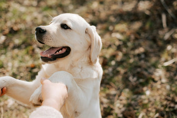 Bright and colorful pet collar with sturdy buckle, designed for everyday wear and comfort