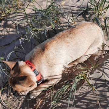 pet collar with name