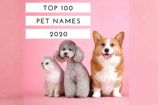 100 Most Popular Pet Names in 2020
