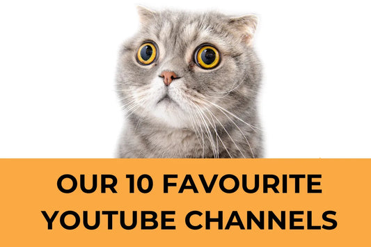 10 Best Pet Loving Youtube Pages in 2020