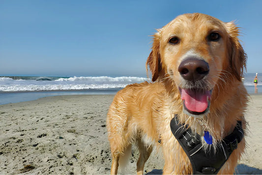 Top Dog Beach Sydney Locations & Tips