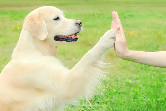 Eight Easiest Dog Breeds to Train