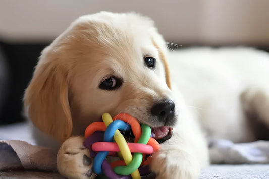 How Toys Can Comfort Anxious Pets