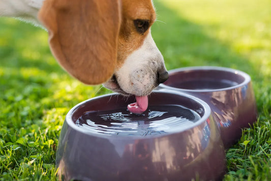 5 Tips for a Safe Pet in Summer