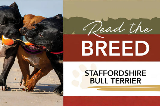  All about Staffordshire Bull Terriers