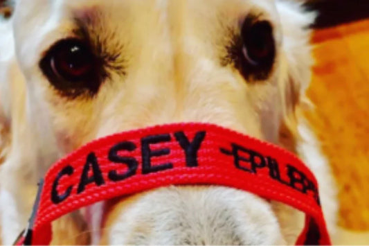 Tips for Living with an Epileptic Dog