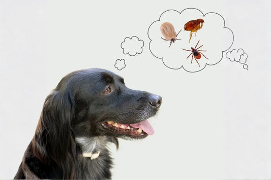 Natural Remedies for Fleas and Ticks