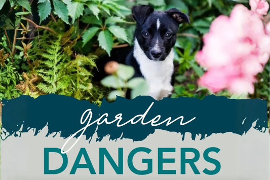 Why Your Garden can be a Dangerous Place for Pets