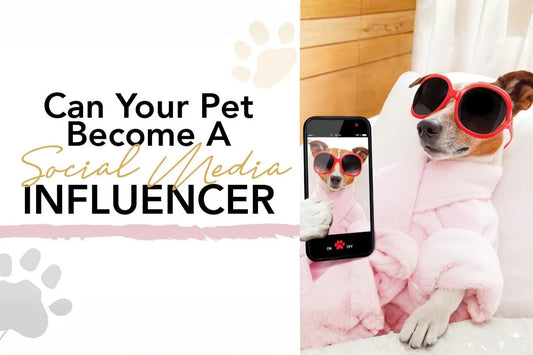 Can you become a Pet Influencer