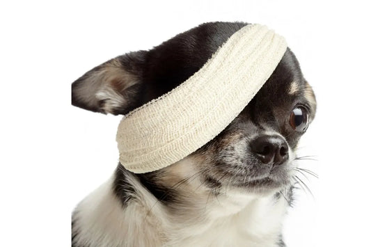 What you need to know about Pet First Aid