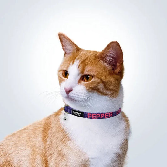 photo - an orange cat wearing one of our custom embroidered cat collars