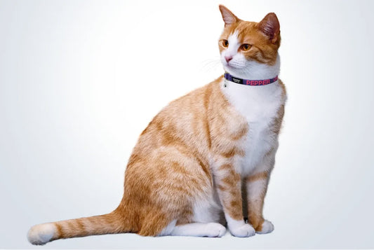Cat Collar Types: Which One Should You Get?