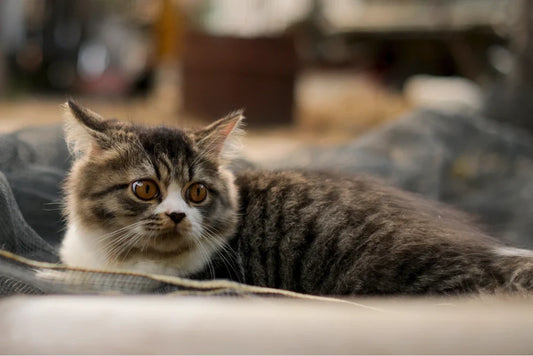 Most Popular Types of Cats in Australia