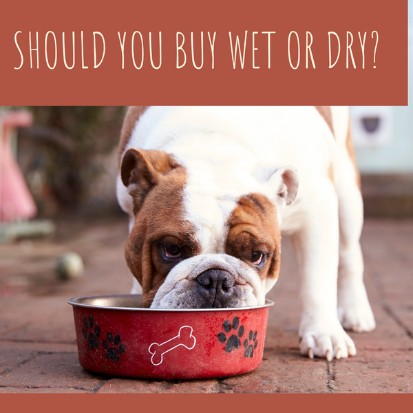 Should You Buy Wet or Dry Food for Your Dog?