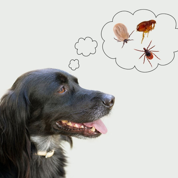 Natural Remedies for Fleas and Ticks