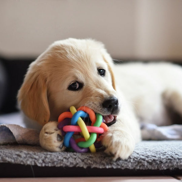 How Toys Can Comfort Anxious Pets