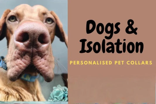 Dogs in a Covid-19 World.