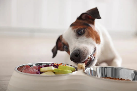 Gut Health and Dogs - How Important is your Dogs Health