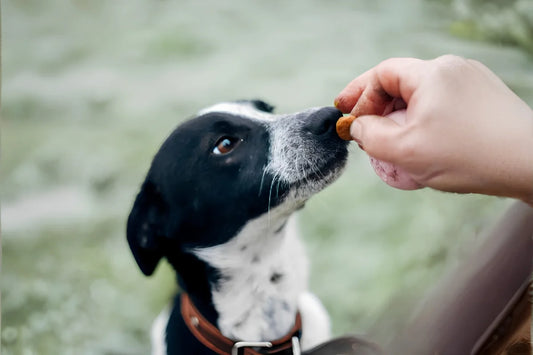 Handy Training Tips for Dog Owners