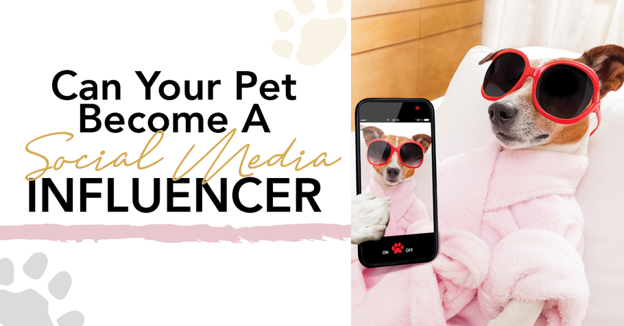 Can you become a Pet Influencer?