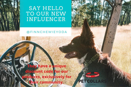 How Pet Owners can be Social Media Influencers