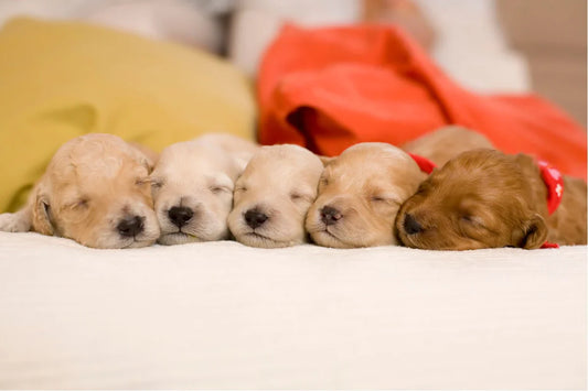 How to Prepare for a Brand New Pet