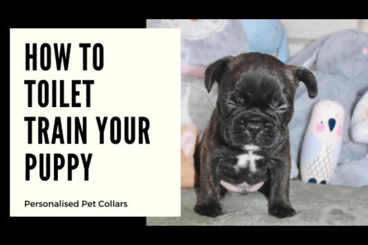 How to Toilet Train your Puppy