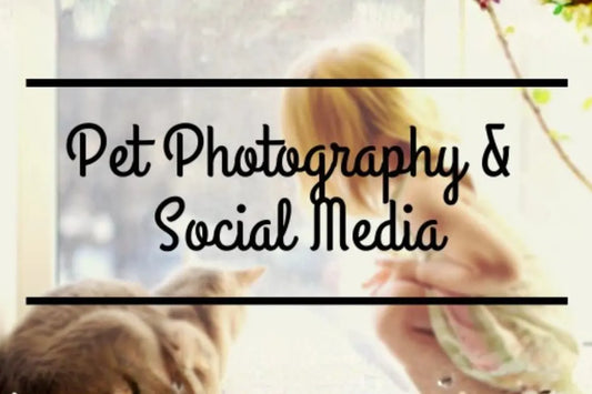  How to take Better Pet Photos for Social Media