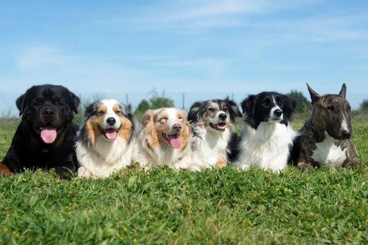  Most Popular Dog Names we Embroidered to Custom Dog Collars this month