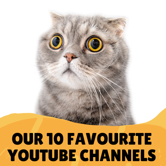 10 Best Pet Loving Youtube Pages in 2020