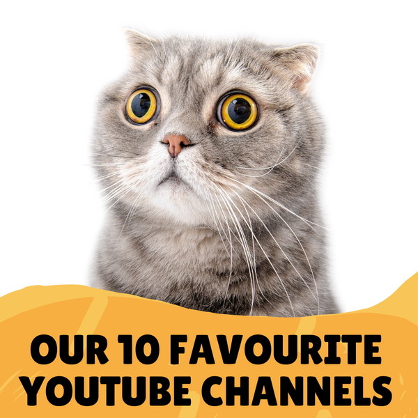 10 Best Pet Loving Youtube Pages in 2020.
