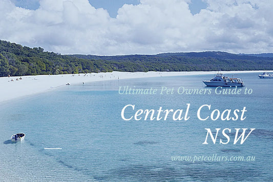 Pet Owners Travel Guide to the Central Coast of NSW