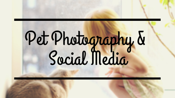 How to take Better Pet Photos for Social Media.