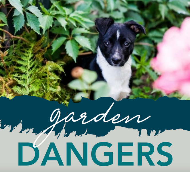 Why Your Garden can be a Dangerous Place for Pets