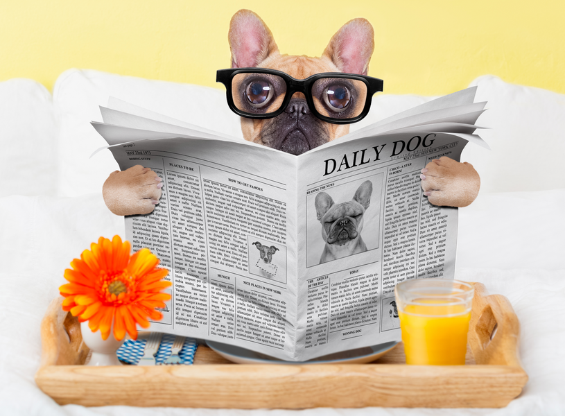 What was the News effecting Pet Owners in Spring?