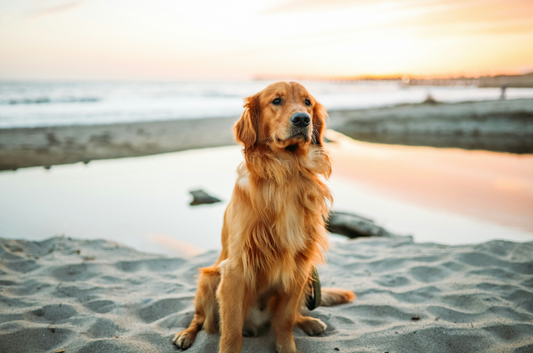 photo - a golden retriever sitting on a sandy beach with water in the background in a dog beach Melbourne