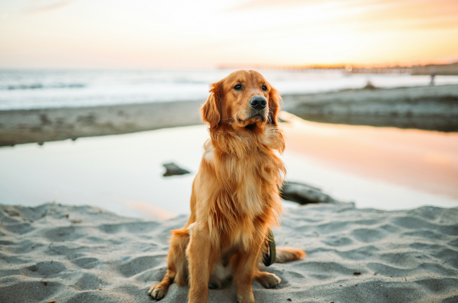 The Best Dog Beach Melbourne Locations