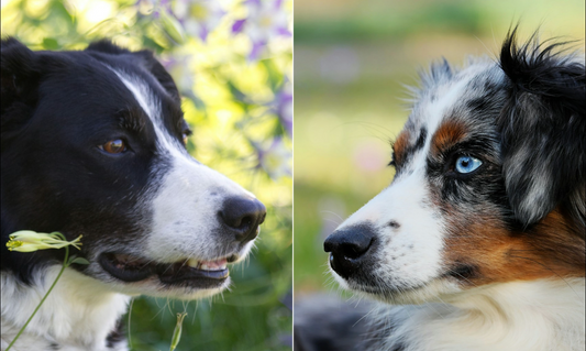 photo - two dogs staring at each other Australian Shepherd vs Border Collie