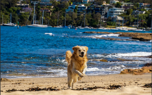 photo - a dog running at the rose bay dog beach