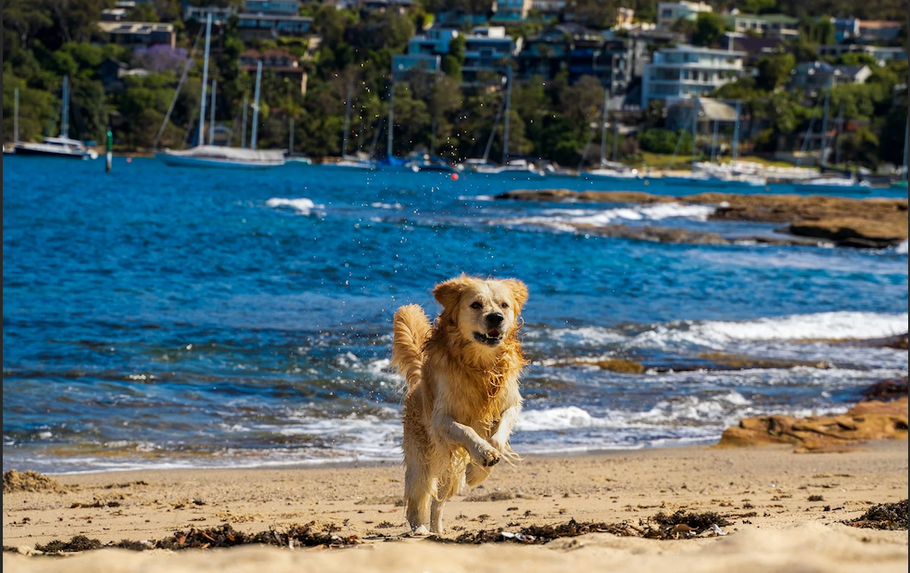 Rose Bay Dog Beach: Everything You Need to Know