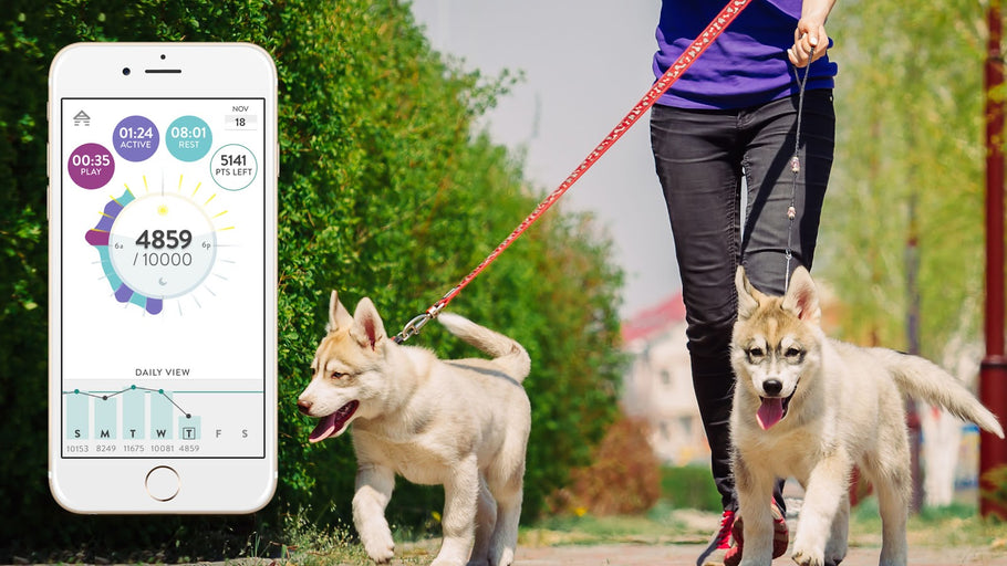 World's Best Dog Activity Trackers