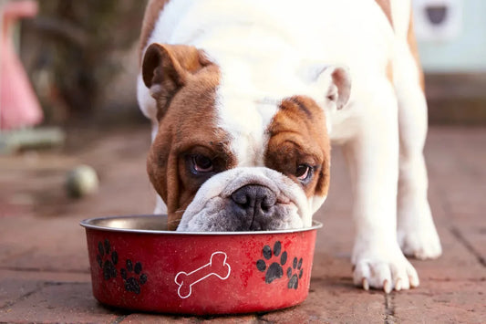 Should You Buy Wet or Dry Food for Your Dog