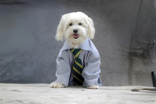 Starting A Pet Business