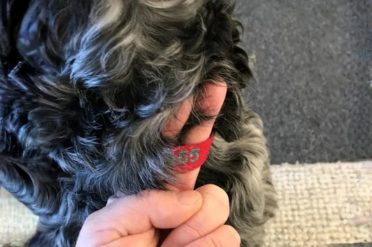 The Perfect Collar Fitting Guide