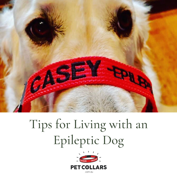 Tips for Living with an Epileptic Dog