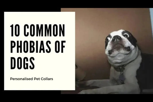 Top 10 Dog Fears and Phobias