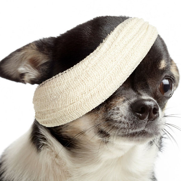 What you need to know about Pet First Aid